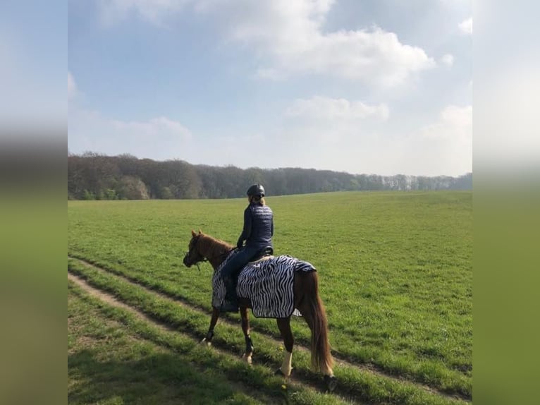 Deutsches Reitpony Wallach 19 Jahre 147 cm Fuchs in Mülheim an der Ruhr