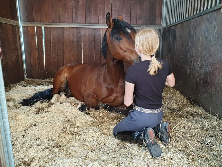 Deutsches Reitpony Wallach 19 Jahre 148 cm Brauner in Recklinghausen