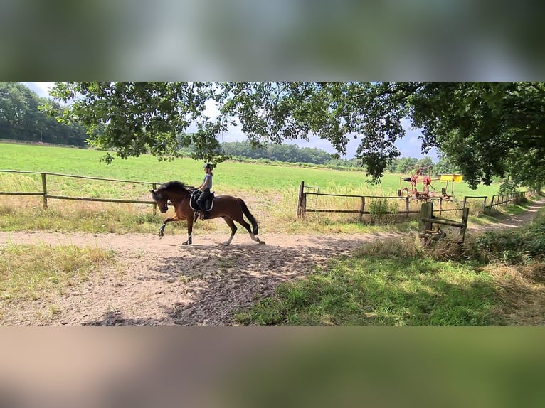 Deutsches Reitpony Wallach 19 Jahre 148 cm Brauner in Recklinghausen
