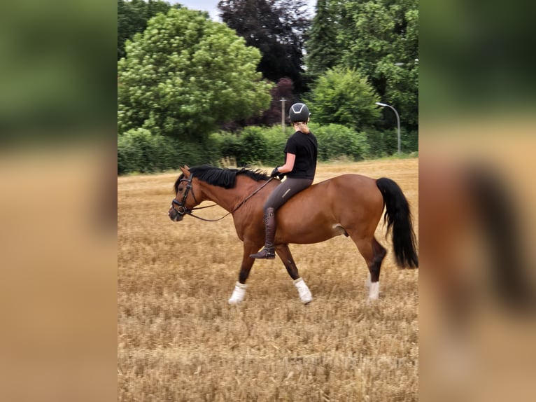 Deutsches Reitpony Wallach 19 Jahre 148 cm Brauner in Recklinghausen