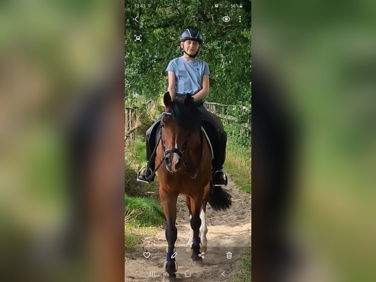 Deutsches Reitpony Wallach 19 Jahre 148 cm Brauner in Recklinghausen