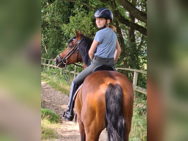 Deutsches Reitpony Wallach 19 Jahre 148 cm Brauner in Recklinghausen
