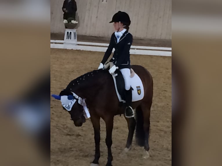 Deutsches Reitpony Wallach 19 Jahre 148 cm Brauner in Sauerlach