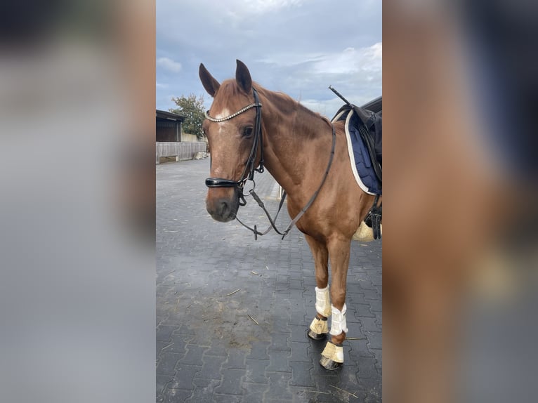 Deutsches Reitpony Wallach 19 Jahre 148 cm Fuchs in Mönchengladbach