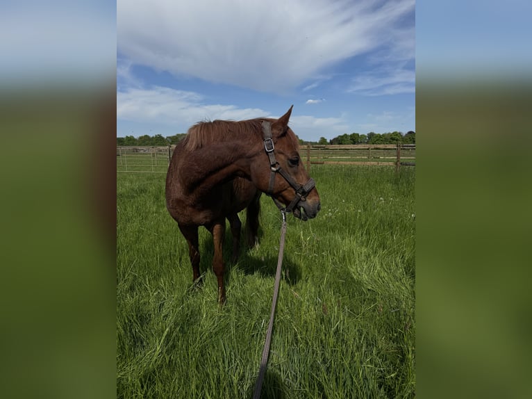 Deutsches Reitpony Wallach 19 Jahre 148 cm Fuchs in Mönchengladbach