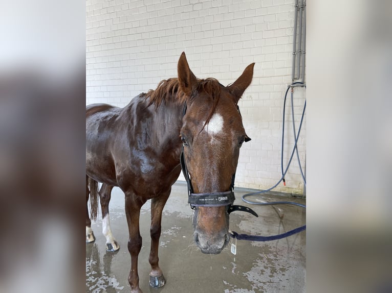 Deutsches Reitpony Wallach 19 Jahre 148 cm Fuchs in Mönchengladbach