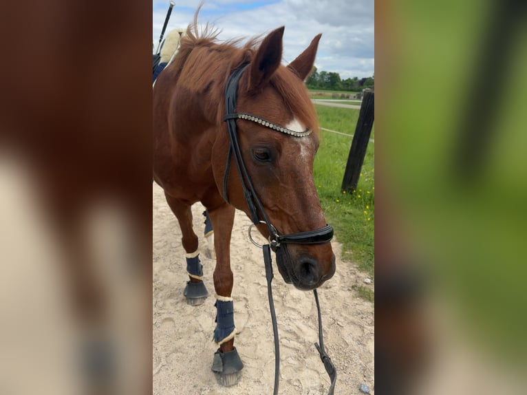 Deutsches Reitpony Wallach 19 Jahre 148 cm Fuchs in Mönchengladbach