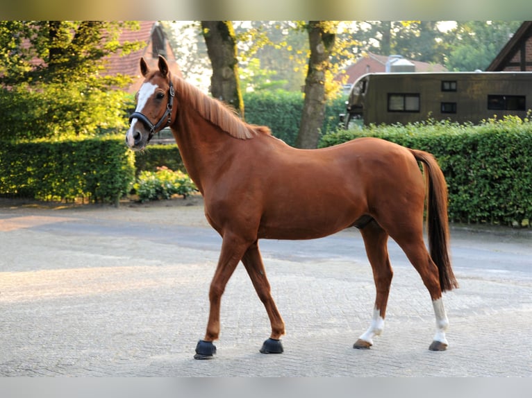 Deutsches Reitpony Wallach 19 Jahre 148 cm Fuchs in Lähden