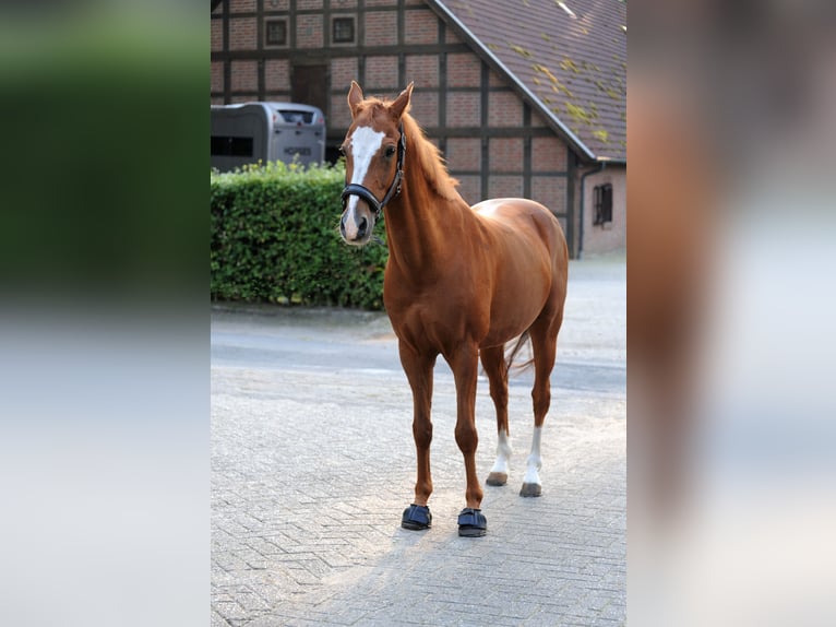 Deutsches Reitpony Wallach 19 Jahre 148 cm Fuchs in Lähden