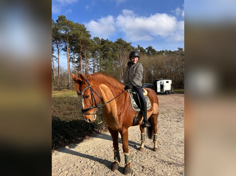 Deutsches Reitpony Wallach 19 Jahre 148 cm Fuchs in Lähden