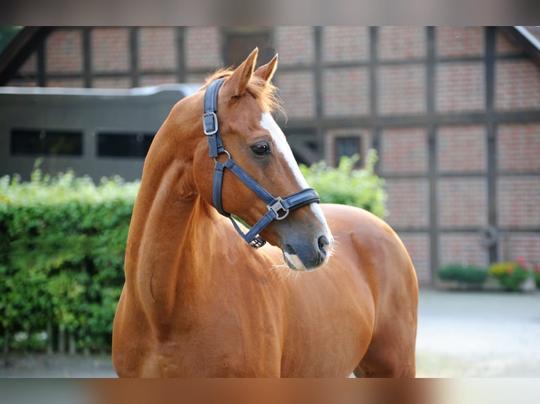 Deutsches Reitpony Wallach 19 Jahre 148 cm Fuchs in Lähden