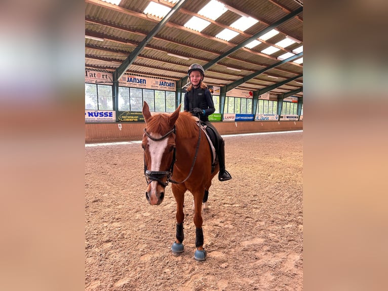 Deutsches Reitpony Wallach 19 Jahre 148 cm Fuchs in Lähden