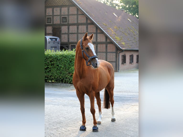 Deutsches Reitpony Wallach 19 Jahre 148 cm Fuchs in Lähden