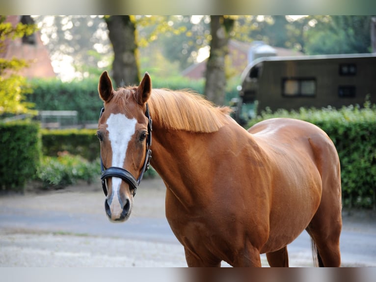 Deutsches Reitpony Wallach 19 Jahre 148 cm Fuchs in Lähden