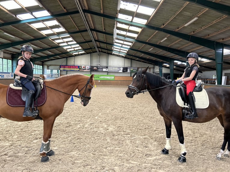 Deutsches Reitpony Wallach 19 Jahre 148 cm Fuchs in Lähden