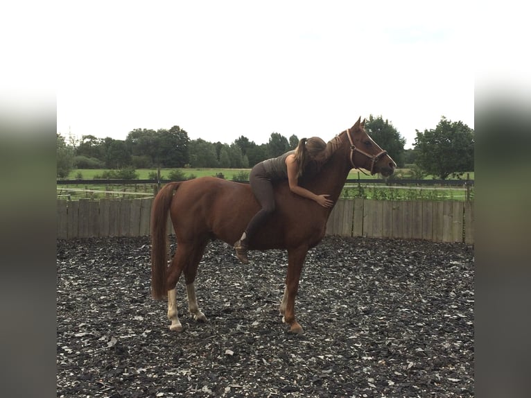 Deutsches Reitpony Wallach 19 Jahre 148 cm Fuchs in Rahden