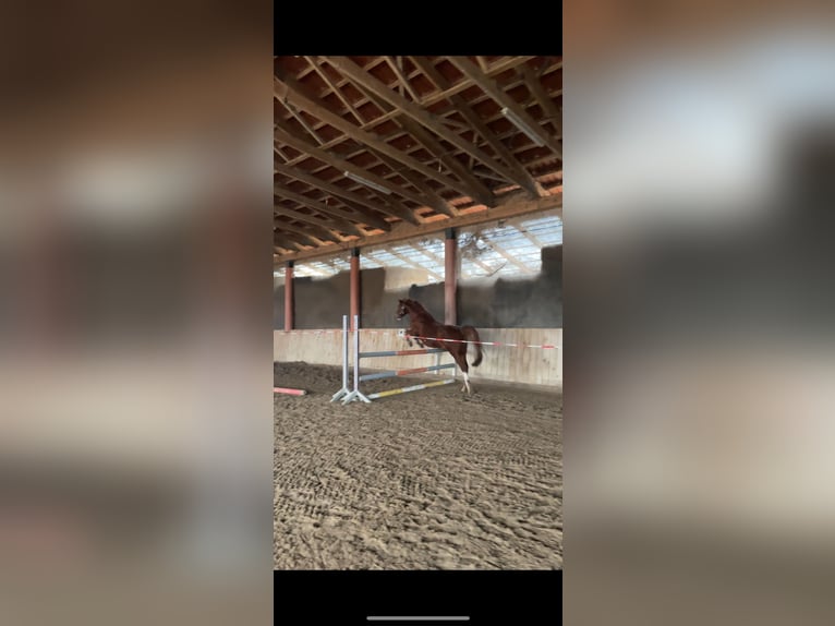 Deutsches Reitpony Wallach 19 Jahre 148 cm Fuchs in Rahden