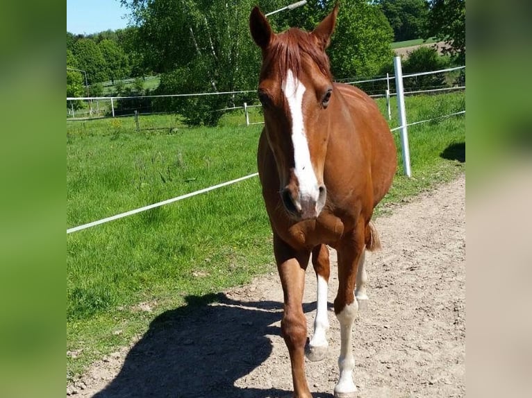 Deutsches Reitpony Wallach 19 Jahre 148 cm Fuchs in Rahden