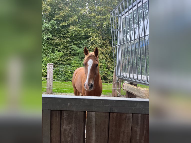 Deutsches Reitpony Wallach 19 Jahre 148 cm Fuchs in Wermelskirchen