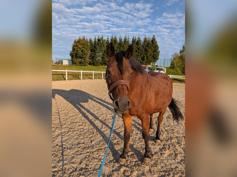 Deutsches Reitpony Wallach 19 Jahre 150 cm Brauner in Gschwandt