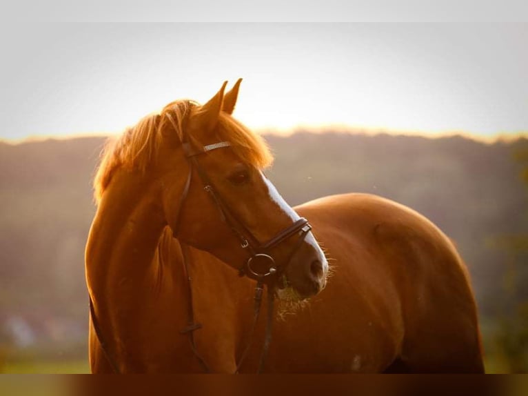 Deutsches Reitpony Wallach 19 Jahre 153 cm Fuchs in Fröndenberg