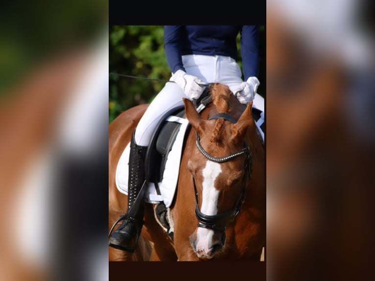 Deutsches Reitpony Wallach 19 Jahre 153 cm Fuchs in Fröndenberg
