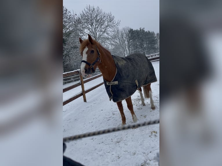Deutsches Reitpony Wallach 19 Jahre 153 cm Fuchs in Fröndenberg