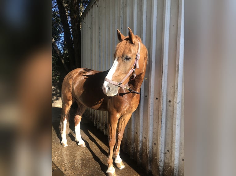 Deutsches Reitpony Wallach 19 Jahre 153 cm Fuchs in Fröndenberg