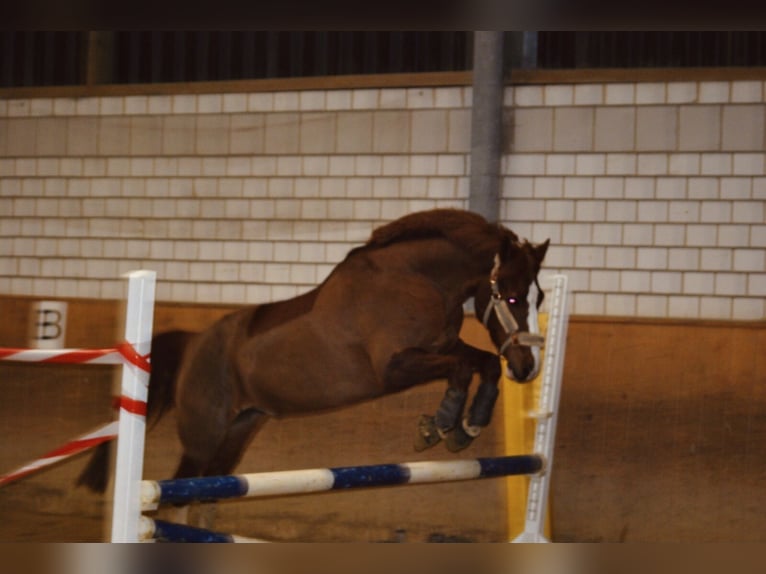 Deutsches Reitpony Wallach 19 Jahre 153 cm Fuchs in Fröndenberg