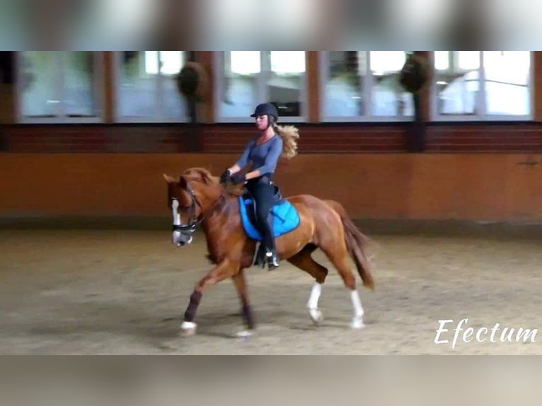 Deutsches Reitpony Wallach 19 Jahre 153 cm Fuchs in Fröndenberg