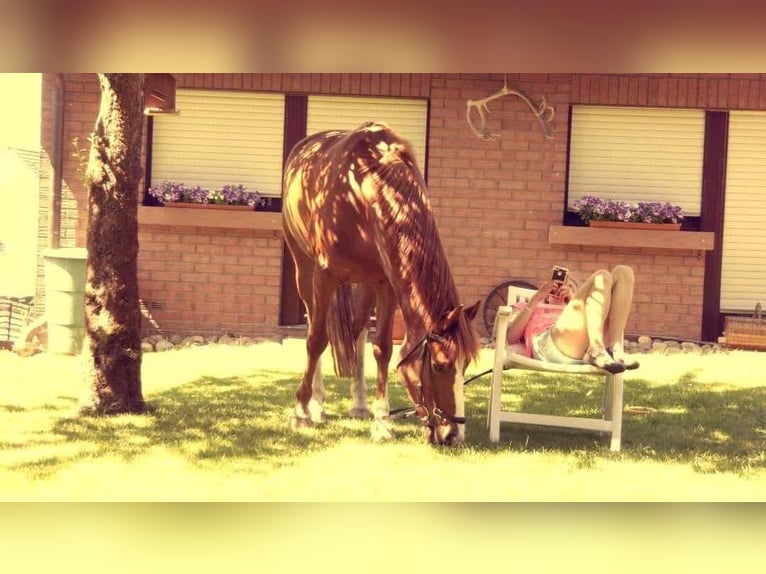 Deutsches Reitpony Wallach 19 Jahre 153 cm Fuchs in Fröndenberg