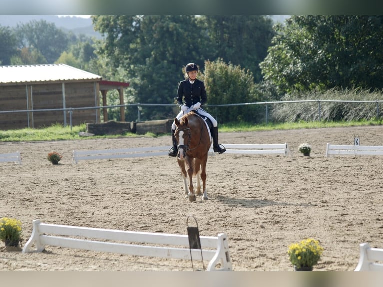 Deutsches Reitpony Wallach 19 Jahre 153 cm Fuchs in Fröndenberg