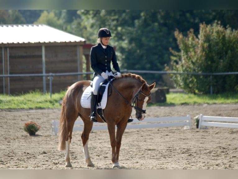 Deutsches Reitpony Wallach 19 Jahre 153 cm Fuchs in Fröndenberg