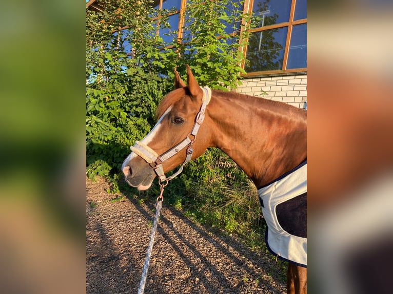 Deutsches Reitpony Wallach 19 Jahre 153 cm Fuchs in Fröndenberg