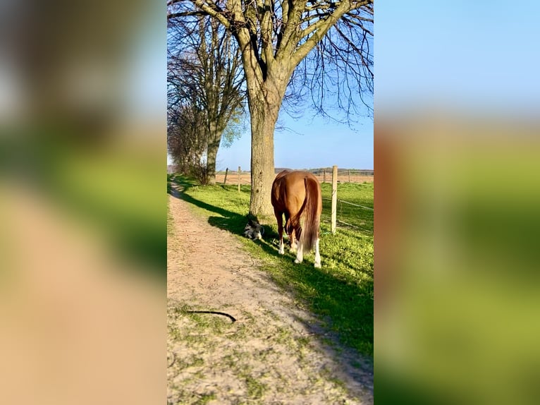 Deutsches Reitpony Wallach 19 Jahre 153 cm Fuchs in Fröndenberg