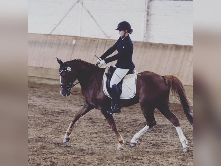 Deutsches Reitpony Wallach 19 Jahre 153 cm Fuchs in Tønder