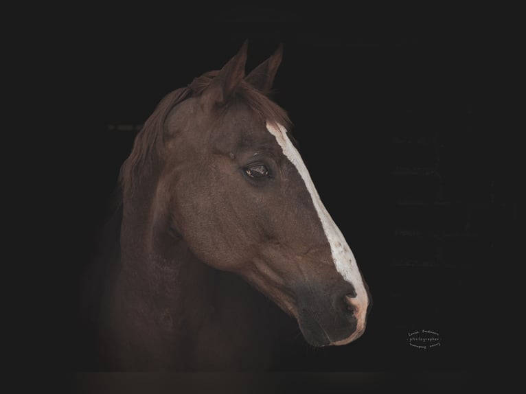 Deutsches Reitpony Wallach 19 Jahre 153 cm Fuchs in Tønder