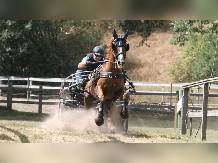 Deutsches Reitpony Wallach 19 Jahre 153 cm Fuchs in Tønder
