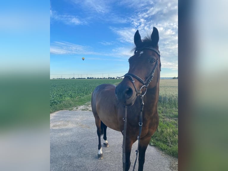 Deutsches Reitpony Wallach 19 Jahre 155 cm Dunkelbrauner in Erkelenz