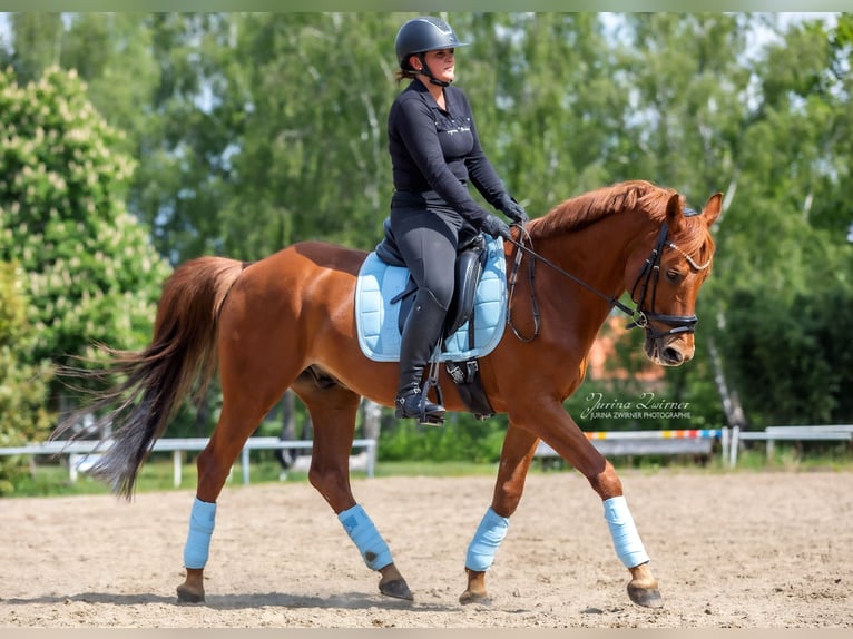 Deutsches Reitpony Wallach 19 Jahre 156 cm Fuchs in Hamburg