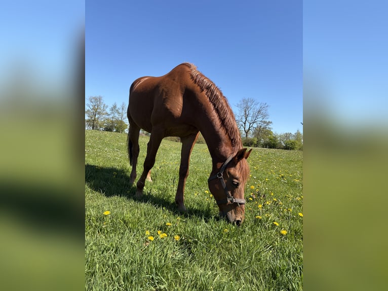 Deutsches Reitpony Wallach 19 Jahre 156 cm Fuchs in Hamburg