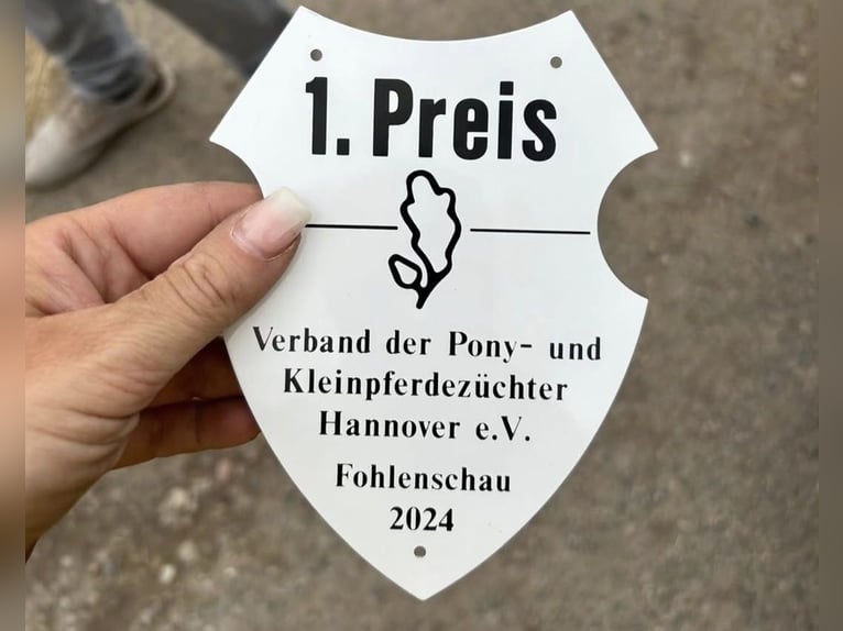 Deutsches Reitpony Wallach 1 Jahr 132 cm Palomino in Ahlen
