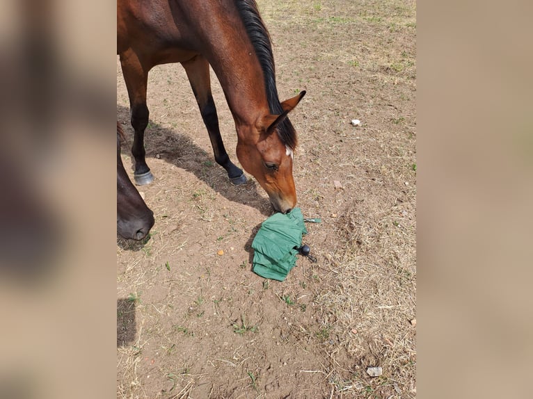 Deutsches Reitpony Wallach 1 Jahr 140 cm Brauner in Bersteland Freiwalde