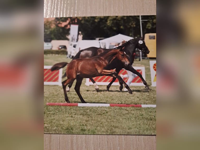 Deutsches Reitpony Wallach 1 Jahr 140 cm Brauner in Bersteland Freiwalde