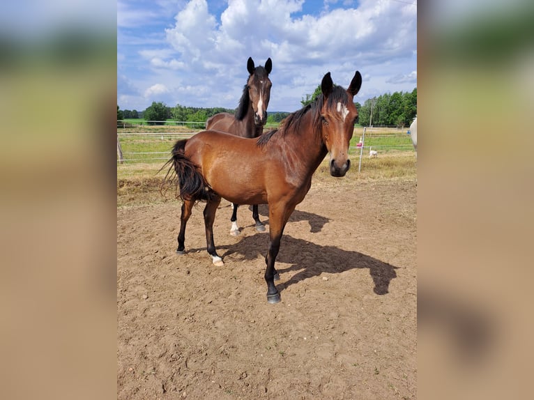 Deutsches Reitpony Wallach 1 Jahr 140 cm Brauner in Bersteland Freiwalde
