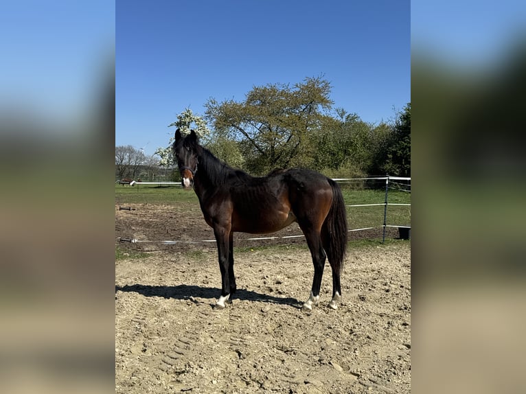 Deutsches Reitpony Wallach 1 Jahr 140 cm Brauner in Bassum