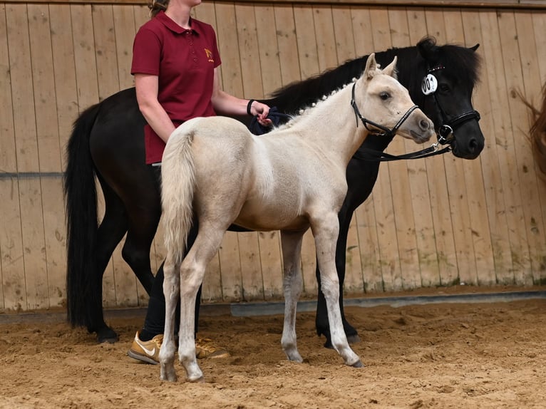 Deutsches Reitpony Wallach 1 Jahr 140 cm Palomino in Spreenhagen