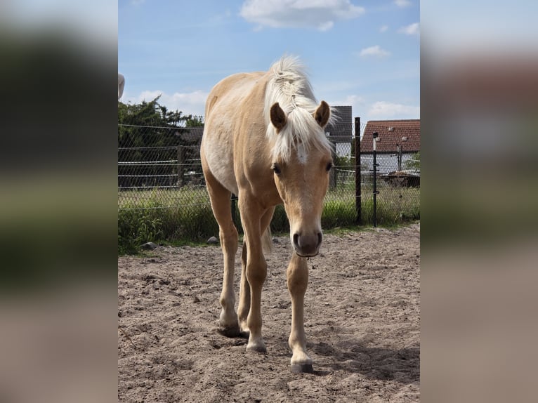 Deutsches Reitpony Wallach 1 Jahr 140 cm Palomino in Spreenhagen
