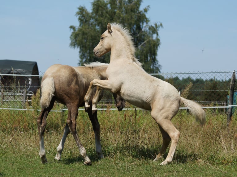 Deutsches Reitpony Wallach 1 Jahr 140 cm Palomino in Spreenhagen