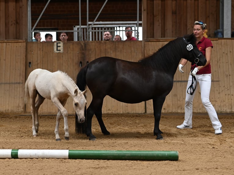 Deutsches Reitpony Wallach 1 Jahr 140 cm Palomino in Spreenhagen
